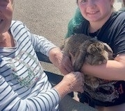 bunny